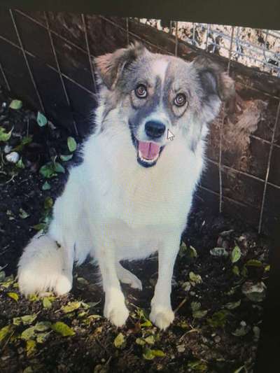 Tierschutzhunde suchen ein Zuhause-Beitrag-Bild