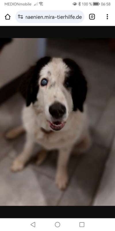 Tierschutzhunde suchen ein Zuhause-Beitrag-Bild