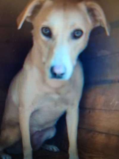 Tierschutzhunde suchen ein Zuhause-Beitrag-Bild