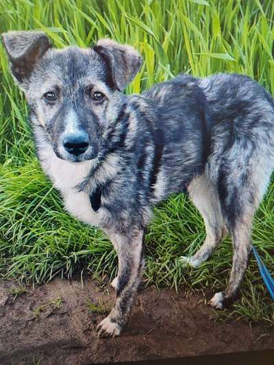 Tierschutzhunde suchen ein Zuhause-Beitrag-Bild