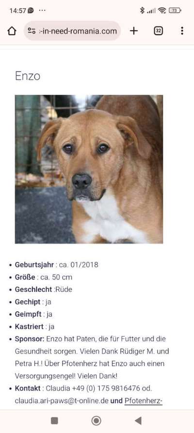 Tierschutzhunde suchen ein Zuhause-Beitrag-Bild