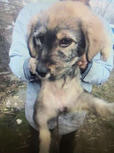 Tierschutzhunde suchen ein Zuhause-Beitrag-Bild