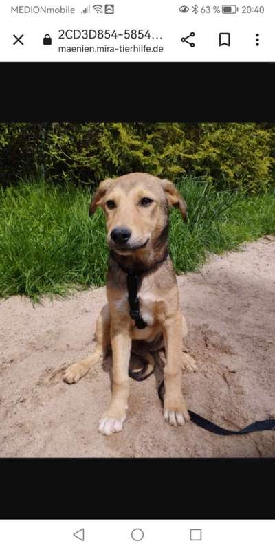 Tierschutzhunde suchen ein Zuhause-Beitrag-Bild