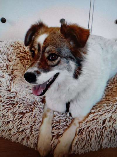 Tierschutzhunde suchen ein Zuhause-Beitrag-Bild