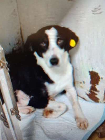 Tierschutzhunde suchen ein Zuhause-Beitrag-Bild