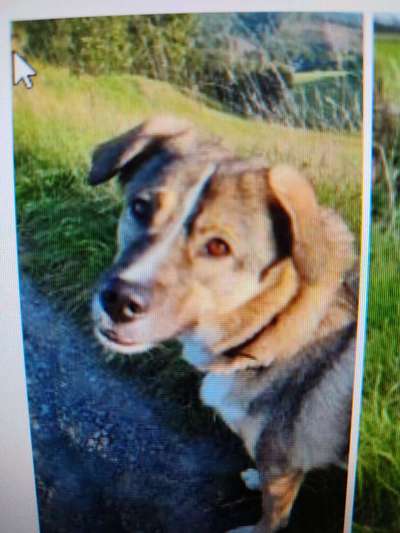 Tierschutzhunde suchen ein Zuhause-Beitrag-Bild