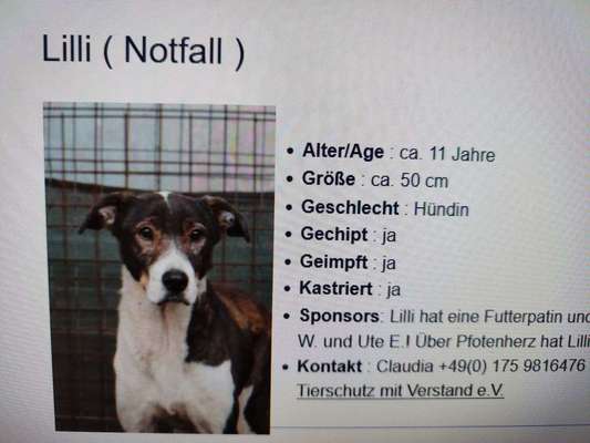 Tierschutzhunde suchen ein Zuhause-Beitrag-Bild