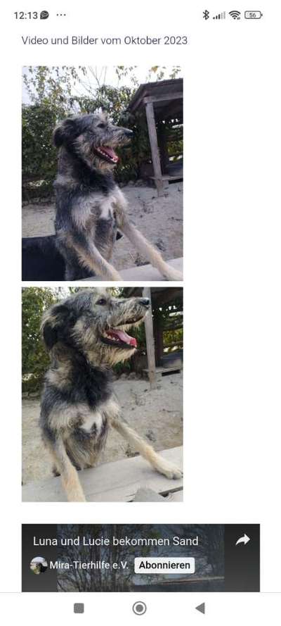 Tierschutzhunde suchen ein Zuhause-Beitrag-Bild