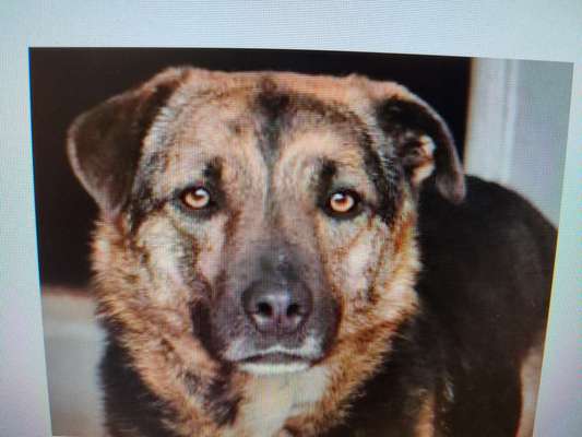 Tierschutzhunde suchen ein Zuhause-Beitrag-Bild