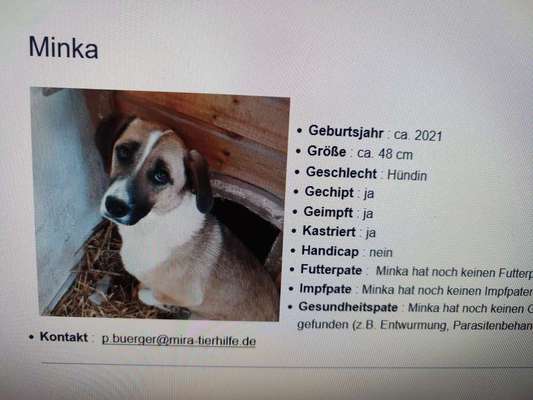 Tierschutzhunde suchen ein Zuhause-Beitrag-Bild