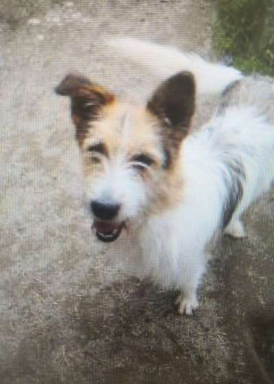 Tierschutzhunde suchen ein Zuhause-Beitrag-Bild