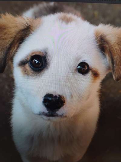 Tierschutzhunde suchen ein Zuhause-Beitrag-Bild