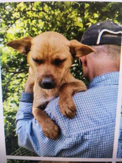 Tierschutzhunde suchen ein Zuhause-Beitrag-Bild