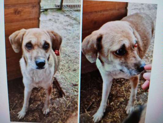 Tierschutzhunde suchen ein Zuhause-Beitrag-Bild