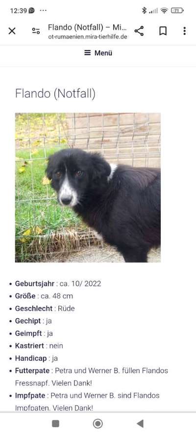 Tierschutzhunde suchen ein Zuhause-Beitrag-Bild