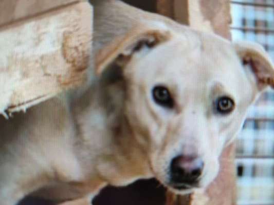 Tierschutzhunde suchen ein Zuhause-Beitrag-Bild