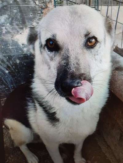 Tierschutzhunde suchen ein Zuhause-Beitrag-Bild