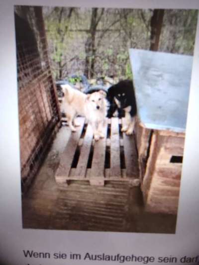 Tierschutzhunde suchen ein Zuhause-Beitrag-Bild