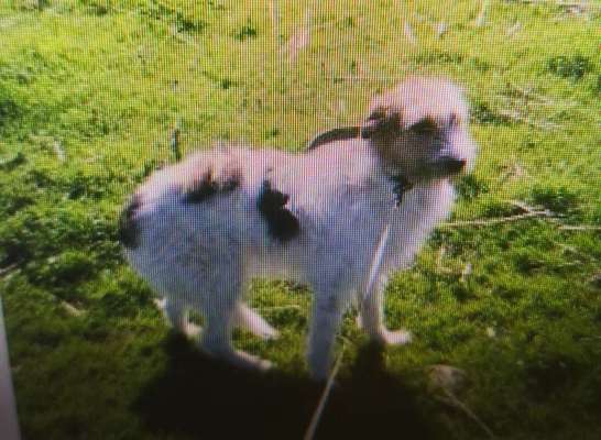 Tierschutzhunde suchen ein Zuhause-Beitrag-Bild