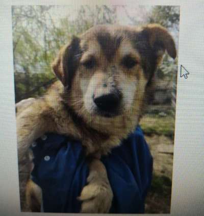 Tierschutzhunde suchen ein Zuhause-Beitrag-Bild