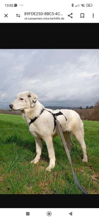 Tierschutzhunde suchen ein Zuhause-Beitrag-Bild