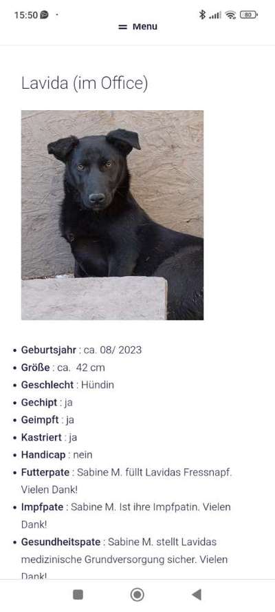 Tierschutzhunde suchen ein Zuhause-Beitrag-Bild