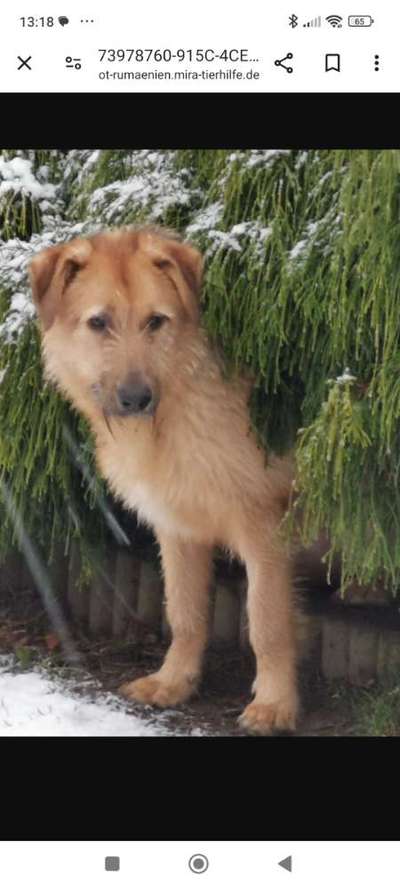 Tierschutzhunde suchen ein Zuhause-Beitrag-Bild