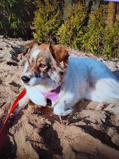 Tierschutzhunde suchen ein Zuhause-Beitrag-Bild