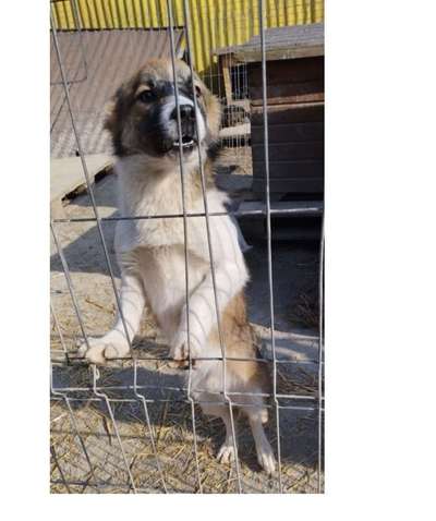 Tierschutzhunde suchen ein Zuhause-Beitrag-Bild