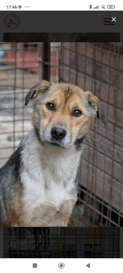 Tierschutzhunde suchen ein Zuhause-Beitrag-Bild