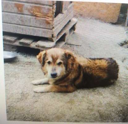 Tierschutzhunde suchen ein Zuhause-Beitrag-Bild