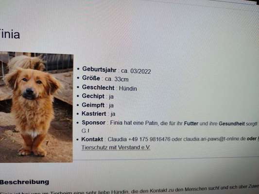 Tierschutzhunde suchen ein Zuhause-Beitrag-Bild