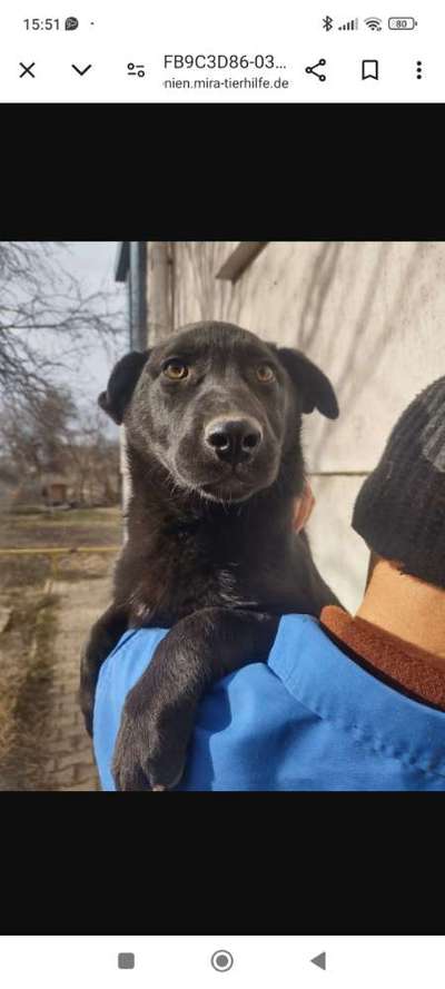 Tierschutzhunde suchen ein Zuhause-Beitrag-Bild
