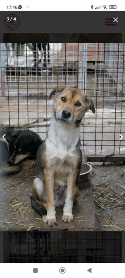 Tierschutzhunde suchen ein Zuhause-Beitrag-Bild