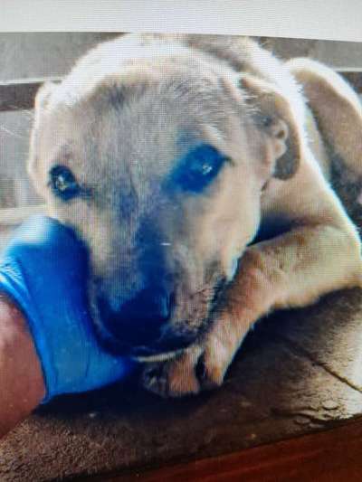 Tierschutzhunde suchen ein Zuhause-Beitrag-Bild