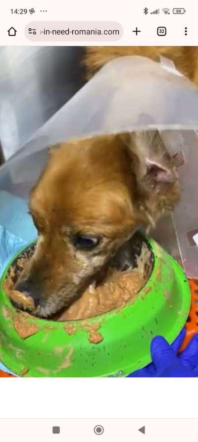 Tierschutzhunde suchen ein Zuhause-Beitrag-Bild