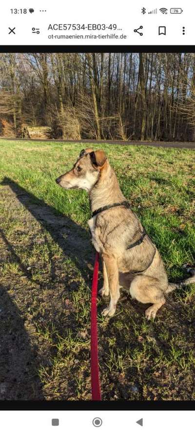 Tierschutzhunde suchen ein Zuhause-Beitrag-Bild