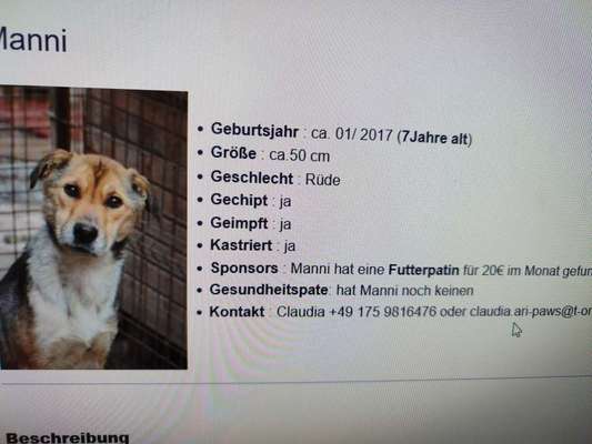 Tierschutzhunde suchen ein Zuhause-Beitrag-Bild