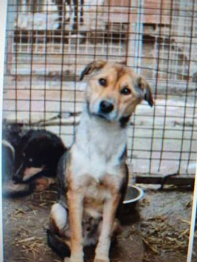 Tierschutzhunde suchen ein Zuhause-Beitrag-Bild