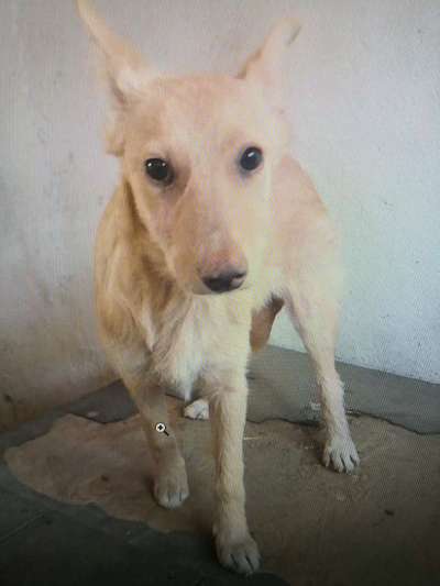 Tierschutzhunde suchen ein Zuhause-Beitrag-Bild