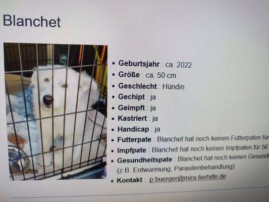 Tierschutzhunde suchen ein Zuhause-Beitrag-Bild