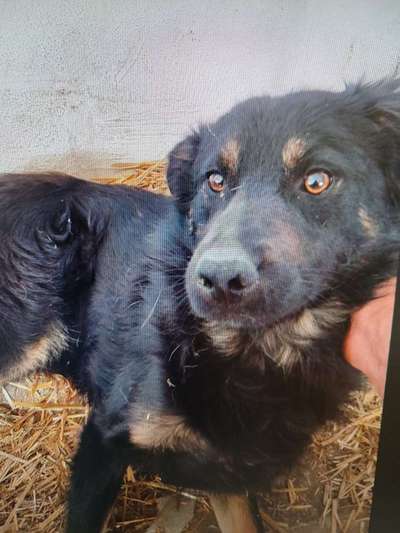 Tierschutzhunde suchen ein Zuhause-Beitrag-Bild