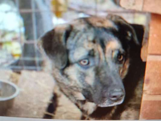 Tierschutzhunde suchen ein Zuhause-Beitrag-Bild