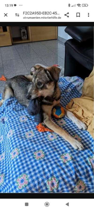 Tierschutzhunde suchen ein Zuhause-Beitrag-Bild