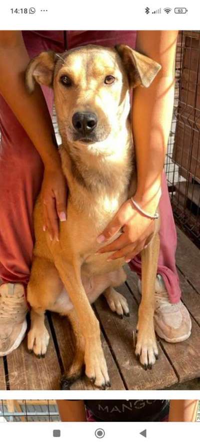 Tierschutzhunde suchen ein Zuhause-Beitrag-Bild