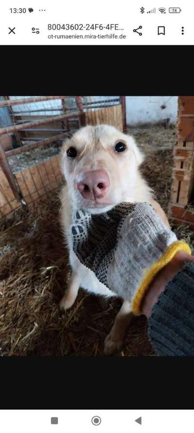 Tierschutzhunde suchen ein Zuhause-Beitrag-Bild