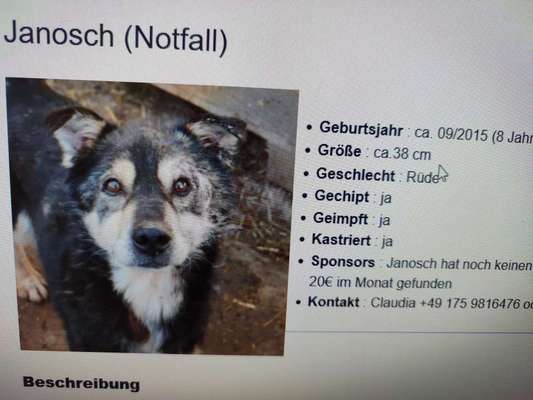 Tierschutzhunde suchen ein Zuhause-Beitrag-Bild