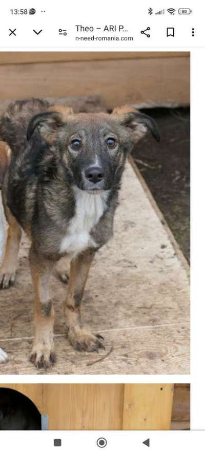 Tierschutzhunde suchen ein Zuhause-Beitrag-Bild