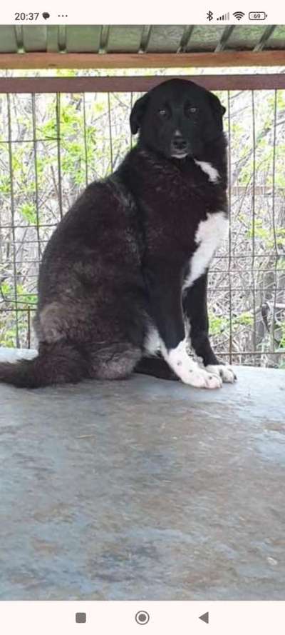 Tierschutzhunde suchen ein Zuhause-Beitrag-Bild