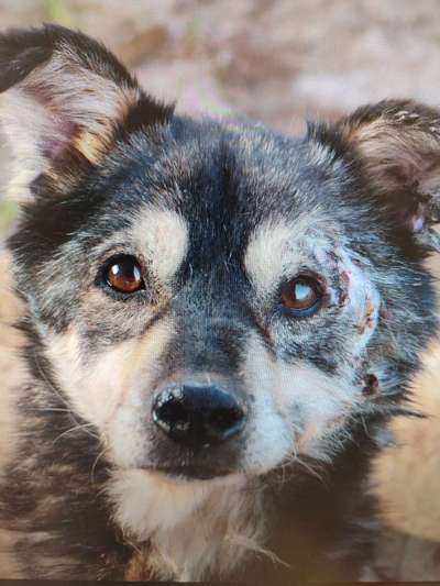 Tierschutzhunde suchen ein Zuhause-Beitrag-Bild